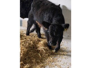 Helga und Hanna unsere süßen Galloways