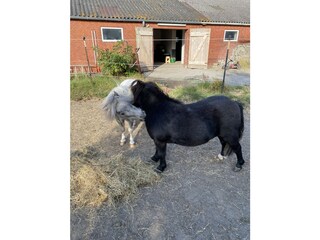 Malli & Shari unsere Stars