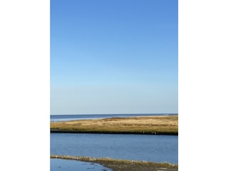 Harlesiel / Nordsee / Salzwiesen