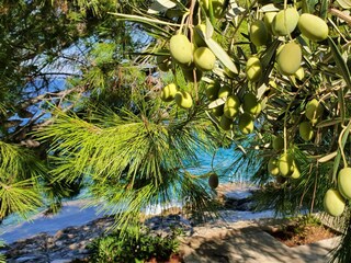 Villa Prigradica Registrazione all'aperto 18