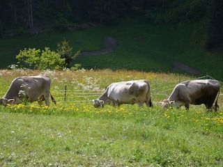 Appartamento Pians Ambiente 13