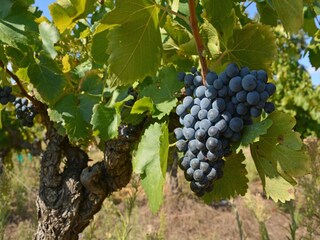 Villa Félines-Minervois Environnement 37