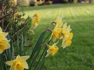 Narzissen  im Garten