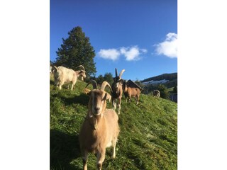 Appartamento per vacanze Todtnauberg Ambiente 14
