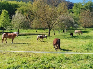 Ferienwohnung Erden Umgebung 24