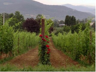 Villa Umbertide Entorno 21