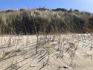 Auch Strand