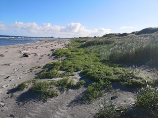 Ferienhaus Læsø  12