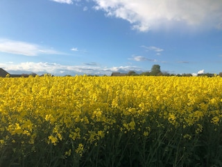 Ferienhaus Kleinich Umgebung 33