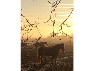 Casa per le vacanze Schoorl Ambiente 19