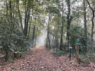 Wald in unserer direkten Umgebung