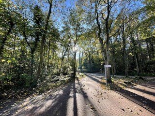 Wald in unserer direkten Umgebung