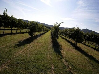 Apartamento Modigliana Entorno 31