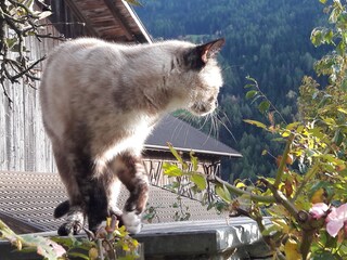 Vakantieappartement Vintl Omgeving 24