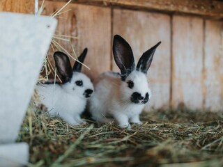 Appartement de vacances Vintl Environnement 26