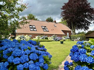 Die Gartenseite des Burnhuus zur Hortensienblüten-Zeit