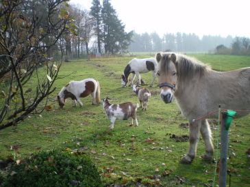 Ferienwohnung Ferien auf dem Bauernhof