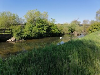 Altwasserteich bei Kelheim