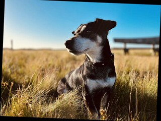 Bungalow Den Burg Ambiente 16