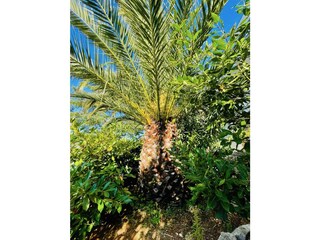 Appartamento per vacanze Mali Losinj Registrazione all'aperto 6