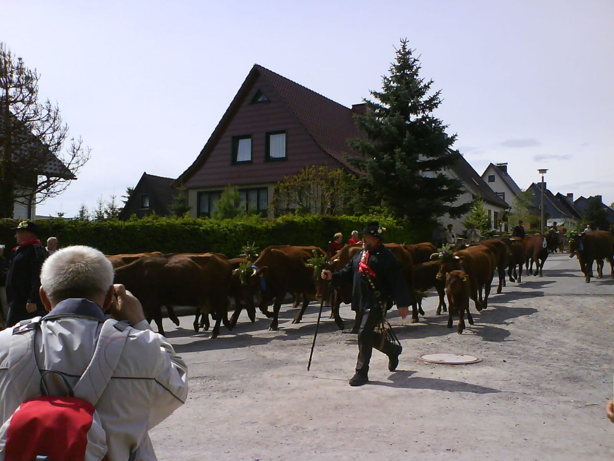 Traditioneller Harzer Kuhtrieb in Tanne