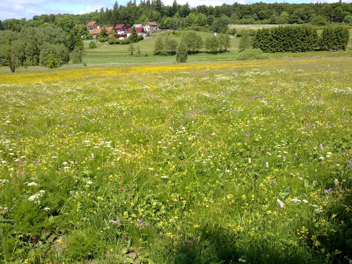 Sommerwiese am See