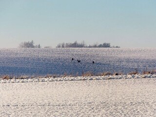 Maison de vacances Ørsted  12