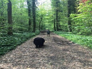 Ferienhaus Havelange Umgebung 35