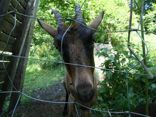 Maison de vacances Havelange Environnement 37