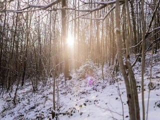 Maison de vacances Vresse-sur-Semois Environnement 40