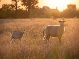 Vakantiepark Ruinerwold Omgeving 36