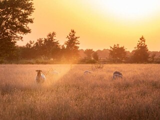 Vakantiepark Ruinerwold Omgeving 36