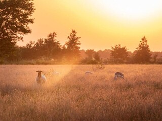 Vakantiepark Ruinerwold Omgeving 31