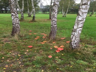 Ferienpark Ruinerwold Umgebung 32