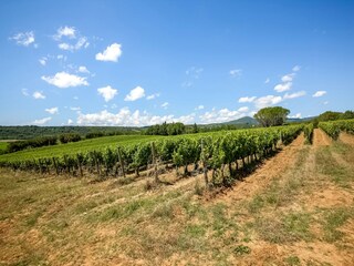 Vakantiepark Montescudaio Omgeving 29