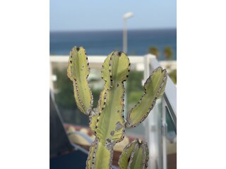 Vakantieappartement Costa Calma Buitenaudio-opname 8