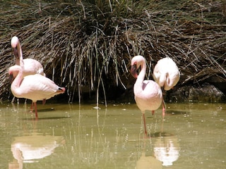 Oasis Park La Lajita