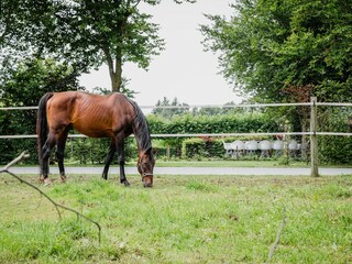 Ferienhaus Heeze-Leende Außenaufnahme 10