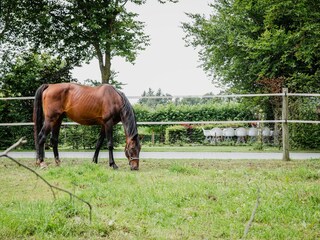 Holiday house Heeze-Leende Outdoor Recording 9