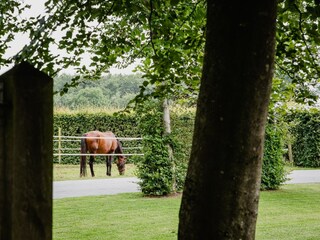 Vakantiehuis Heeze-Leende Buitenaudio-opname 5