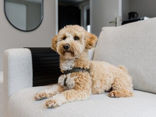 Appartamento per vacanze Callantsoog Caratteristiche 6