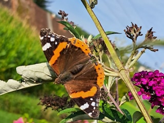 Ferienhaus Südsteirisches Weinland Außenaufnahme 16