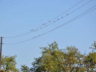 Vogelgezwitscher beobachen