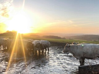 Casa per le vacanze Hamoir Registrazione all'aperto 9