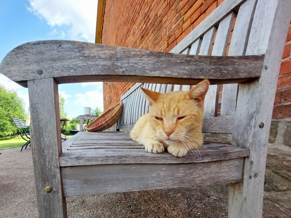 Hofkater Othello genießt den Sommer!