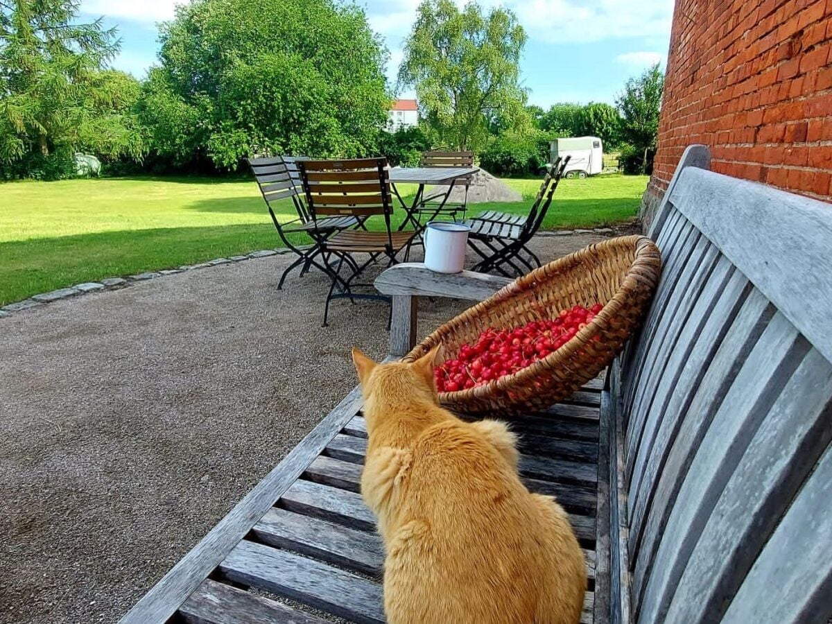 Hofkater Othello genießt den Sommer!