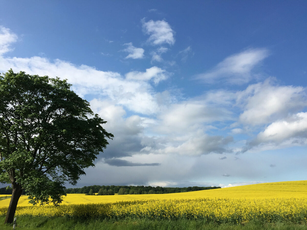 Rapsblüte, immer wieder beeindruckend!