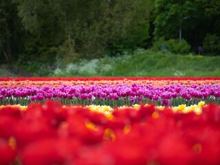 Villa Egmond aan den Hoef Omgeving 33