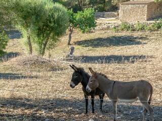 Finca Felanitx Außenaufnahme 21