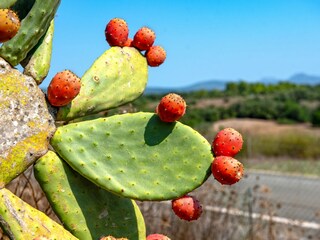 Appartamento Vilafranca de Bonany Registrazione all'aperto 18